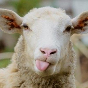 Meet your Posher, Posh